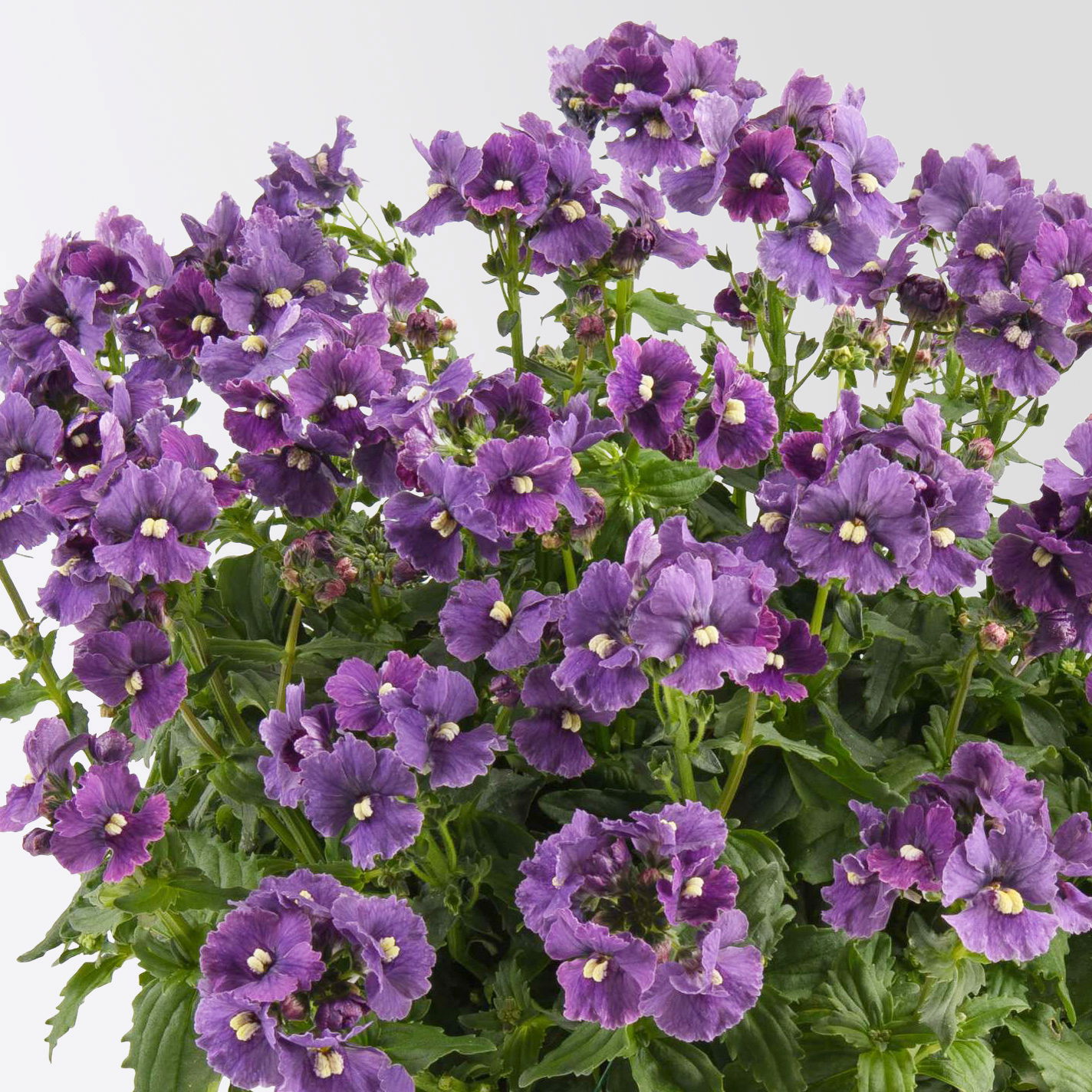 Pflanzenkreation 'Lillet Wild Berry', 12 Pflanzen inkl. Erde und Dünger