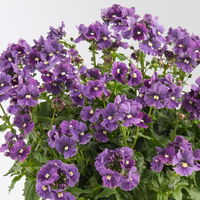 Pflanzenkreation 'Lillet Wild Berry', 12 Pflanzen inkl. Erde und Dünger