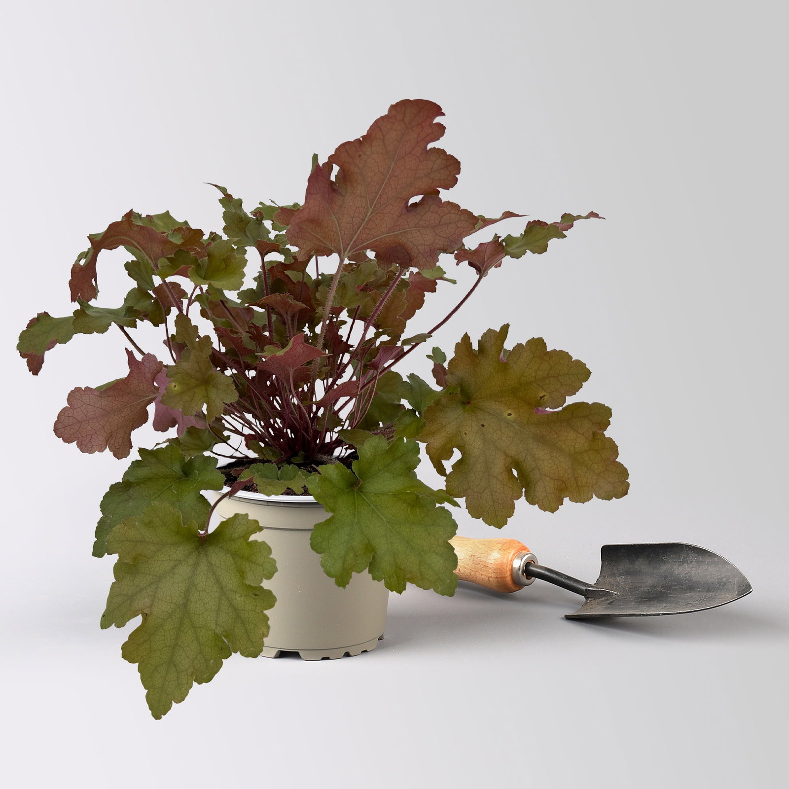 Bio Purpurglöckchen 'Marmalade®', kupfer/purpur, Topf-Ø 12 cm, 3 Pflanzen Bio Purpurglöckchen 'Marmalade®', kupfer/purpur, Topf-Ø 12 cm, 3 Pflanzen