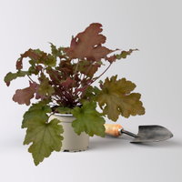 Bio Purpurglöckchen 'Marmalade®', kupfer/purpur, Topf-Ø 12 cm, 3 Pflanzen Bio Purpurglöckchen 'Marmalade®', kupfer/purpur, Topf-Ø 12 cm, 3 Pflanzen