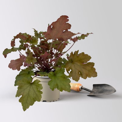 Bio Purpurglöckchen 'Marmalade®', kupfer/purpur, Topf-Ø 12 cm, 3 Pflanzen Bio Purpurglöckchen 'Marmalade®', kupfer/purpur, Topf-Ø 12 cm, 3 Pflanzen