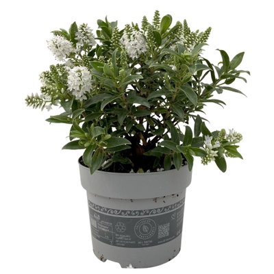 Hebe 'All Blooms®', weiß, Topf-Ø 12 cm, 3 Pflanzen Hebe 'All Blooms®', weiß, Topf-Ø 12 cm, 3 Pflanzen