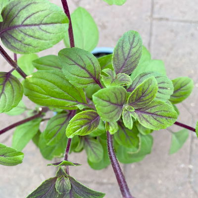 Bio Strauchbasilikum 'African Blue', Topf-Ø 12 cm Bio Strauchbasilikum 'African Blue', Topf-Ø 12 cm