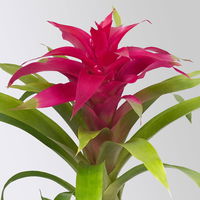Guzmania 'Deseo Pink', Topf-Ø 12 cm, mit Übertopf Dallas weiß, Höhe ca. 50 cm Guzmania 'Deseo Pink', Topf-Ø 12 cm, mit Übertopf Dallas weiß, Höhe ca. 50 cm