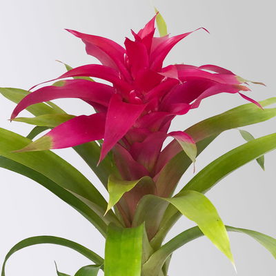 Guzmania 'Deseo Pink', Topf-Ø 12 cm, mit Übertopf Dallas weiß, Höhe ca. 50 cm Guzmania 'Deseo Pink', Topf-Ø 12 cm, mit Übertopf Dallas weiß, Höhe ca. 50 cm
