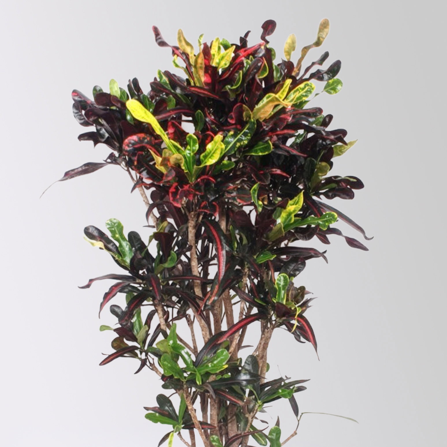 Wunderstrauch 'Mammi', verzweigt, Topf-Ø 30, Höhe ca. 140 cm