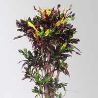 Wunderstrauch 'Mammi', verzweigt, Topf-Ø 30, Höhe ca. 140 cm