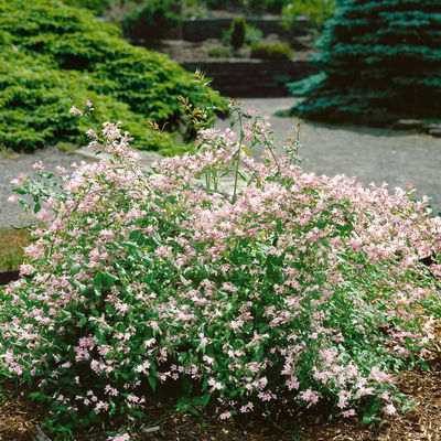 Dufthecke-Blütensträucher XL, 20er-Set, Höhe 80-100 cm, Topf 12+20 Liter