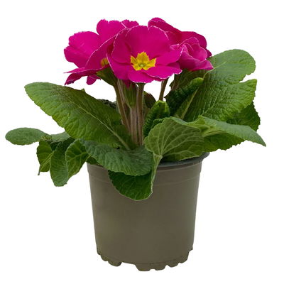 Primel rosa, Topf-Ø 10,5 cm, 8 Pflanzen Primel rosa, Topf-Ø 10,5 cm, 8 Pflanzen