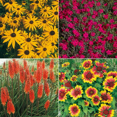 Stauden-Set, 12 Pflanzen für 2 m², gelb-rot Stauden-Set, 12 Pflanzen für 2 m², gelb-rot