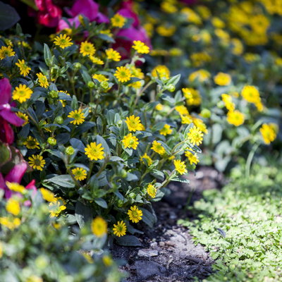 Husarenknöpfchen gelb, Topf-Ø 12 cm, 6er-Set