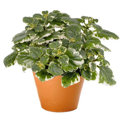 Plectranthus 'Variegata', grün-weiß, Topf -Ø 12 cm, 6 Pflanzen