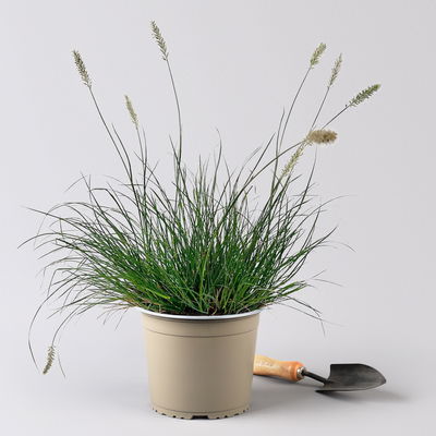 Bio Zwerg-Lampenputzergras 'Little Bunny' gelbbraun, Höhe 10-30 cm, 3 Liter Topf Bio Zwerg-Lampenputzergras 'Little Bunny' gelbbraun, Höhe 10-30 cm, 3 Liter Topf