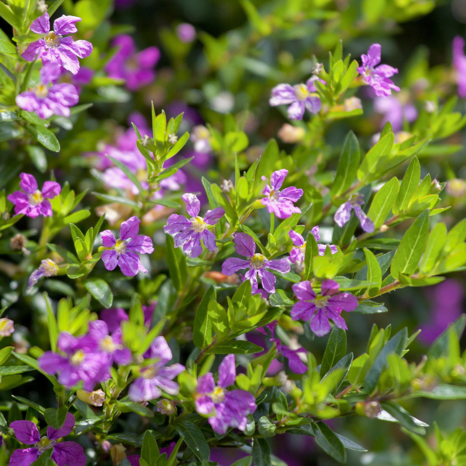 Pflanzenkreation 'Insektenbuffet', lila-gelb-weiß, 12 Pflanzen + Erde + Dünger