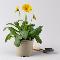 Gerbera 'Garvinea® Gelb', Topf-Ø 19 cm