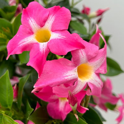 Dipladenie 'Pink Star', pink gesternt, Doppelbogen, Topf-Ø 17 cm, Höhe ca. 60 cm