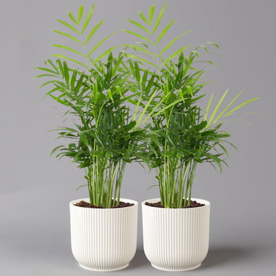 Bergpalme mit Übertopf Vibes weiß, Topf-Ø 12 cm, Höhe ca. 30 cm, 2er-Set Bergpalme mit Übertopf Vibes weiß, Topf-Ø 12 cm, Höhe ca. 30 cm, 2er-Set