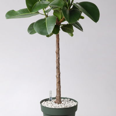 Gummibaum 'Makana', Topf-Ø 27 cm, Höhe ca. 120 cm, inkl. Bewässerungssystem