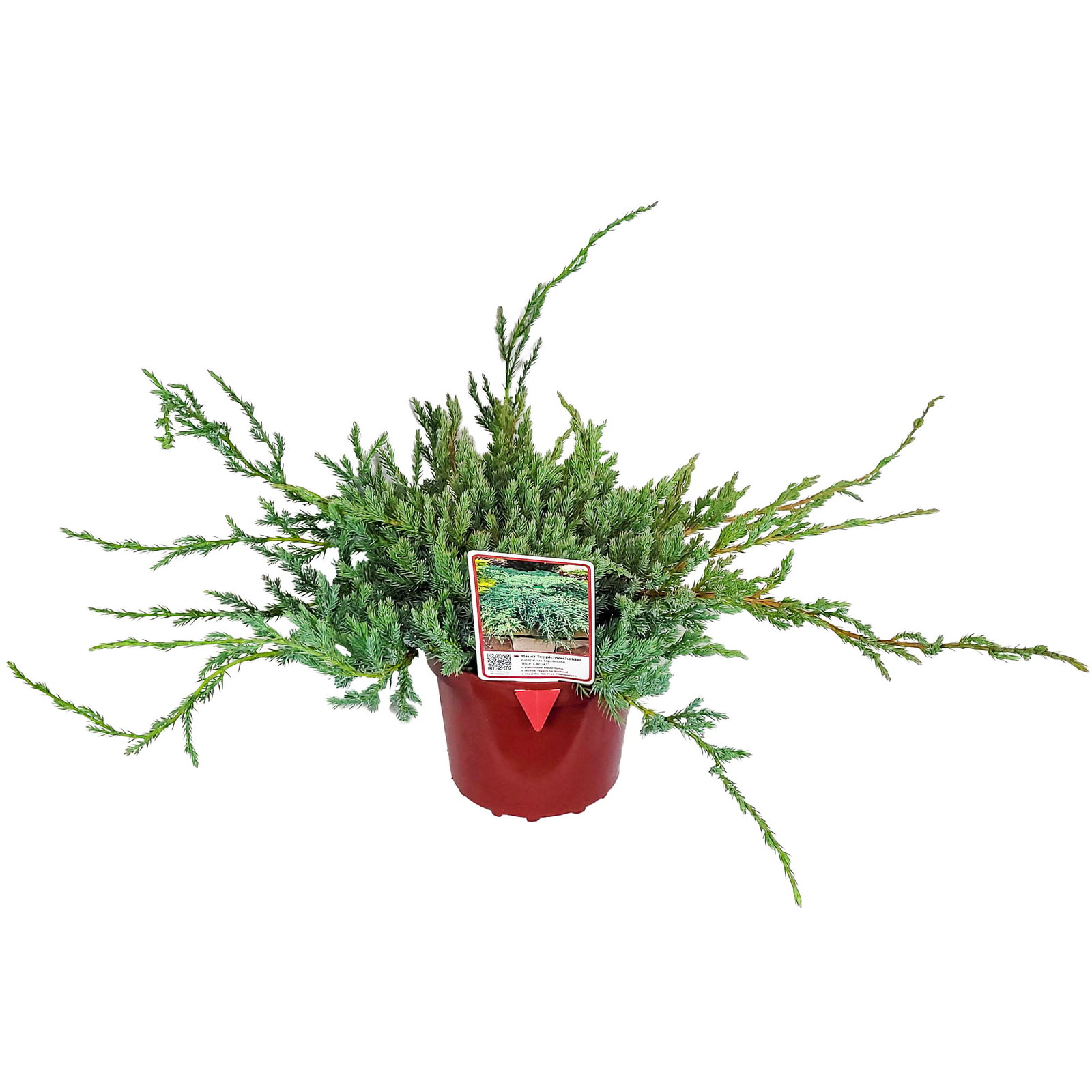 Blauer Teppichwacholder 'Blue Carpet', 10er-Set, Höhe 20-30 cm, Topf 2 Liter