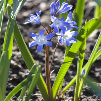 Scilla blau, vorgetrieben, Topf-Ø 10 cm, 6 Pflanzen