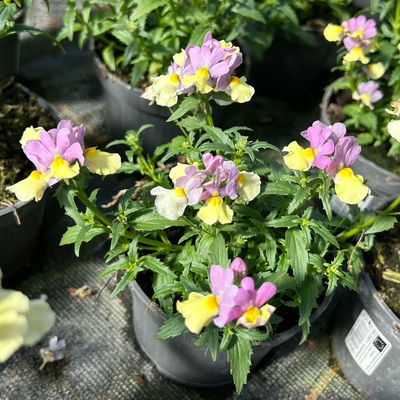 Nemesie, Sorte zufällig, Topf-Ø 12 cm, 6 Pflanzen Nemesie, Sorte zufällig, Topf-Ø 12 cm, 6 Pflanzen