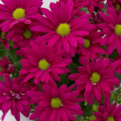 Chrysanthemen 'Swifty', lila, Topf-Ø 10,5 cm, 6 Pflanzen Chrysanthemen 'Swifty', lila, Topf-Ø 10,5 cm, 6 Pflanzen