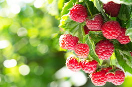 Himbeeren  Himbeeren