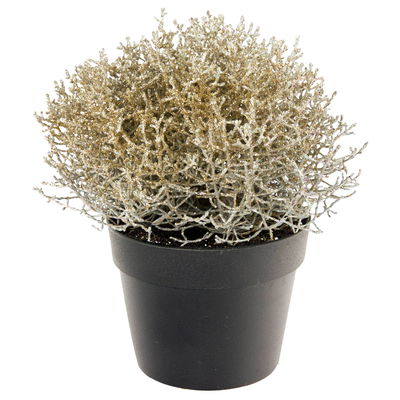 Calocephalus, gold geglittert, Topf-Ø 12 cm, 6 Pflanzen Calocephalus, gold geglittert, Topf-Ø 12 cm, 6 Pflanzen