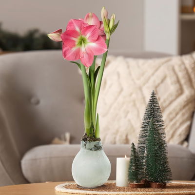 Amaryllis in Wachs XL, Dekor 'White Mix', zufällig, Blüte rosa-weiß Amaryllis in Wachs XL, Dekor 'White Mix', zufällig, Blüte rosa-weiß