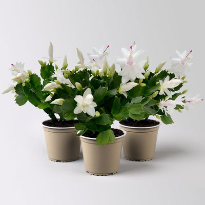 Weihnachtskaktus, weiß, Topf-Ø 12 cm, 3 Pflanzen