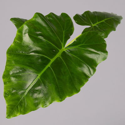 Alocasia macrorrhiza 'Lutea', Topf-Ø 17 cm, Höhe ca. 65 cm