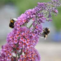 Schmetterlingsflieder 'Bicolor', blau-tieforange, Höhe ca 30-60cm, Topf 5 Liter