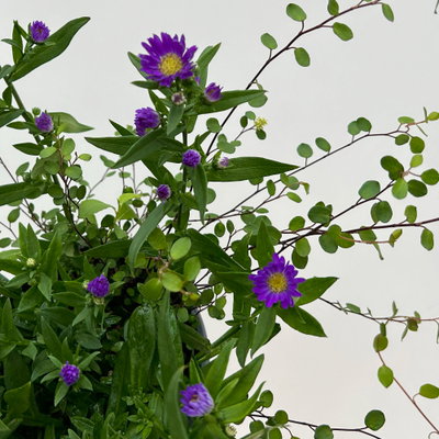 Aster & Mühlenbeckia, 3er-Set, blau gefüllt, Topf 12/13 cm Ø Aster & Mühlenbeckia, 3er-Set, blau gefüllt, Topf 12/13 cm Ø
