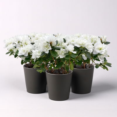 Azalee, weiß gefüllt im Keramiktopf Dallas anthrazit, Topf-Ø 12 cm, 3er-Set Azalee, weiß gefüllt im Keramiktopf Dallas anthrazit, Topf-Ø 12 cm, 3er-Set