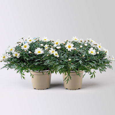 Margerite 'Beejou', weiß, Topf-Ø 19 cm, 2 Pflanzen