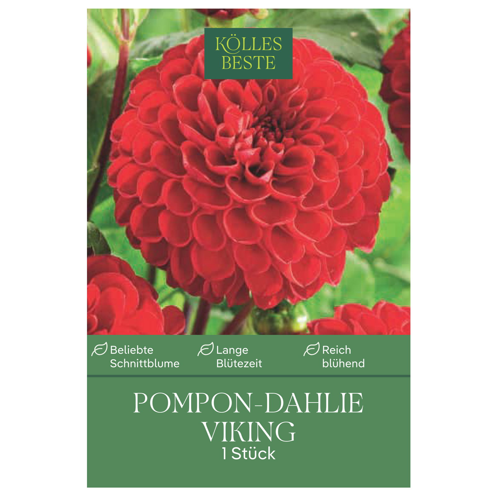 Kölles Beste Pompon-Dahlie 'Viking', rot, 1 Blumenknolle