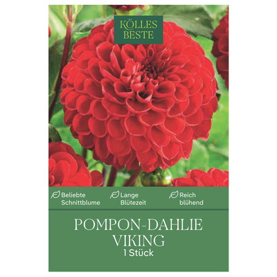Kölles Beste Pompon-Dahlie 'Viking', rot, 1 Blumenknolle