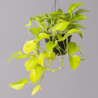 Efeutute 'Golden Pothos' in Blumenampel, Topf-Ø 15 cm