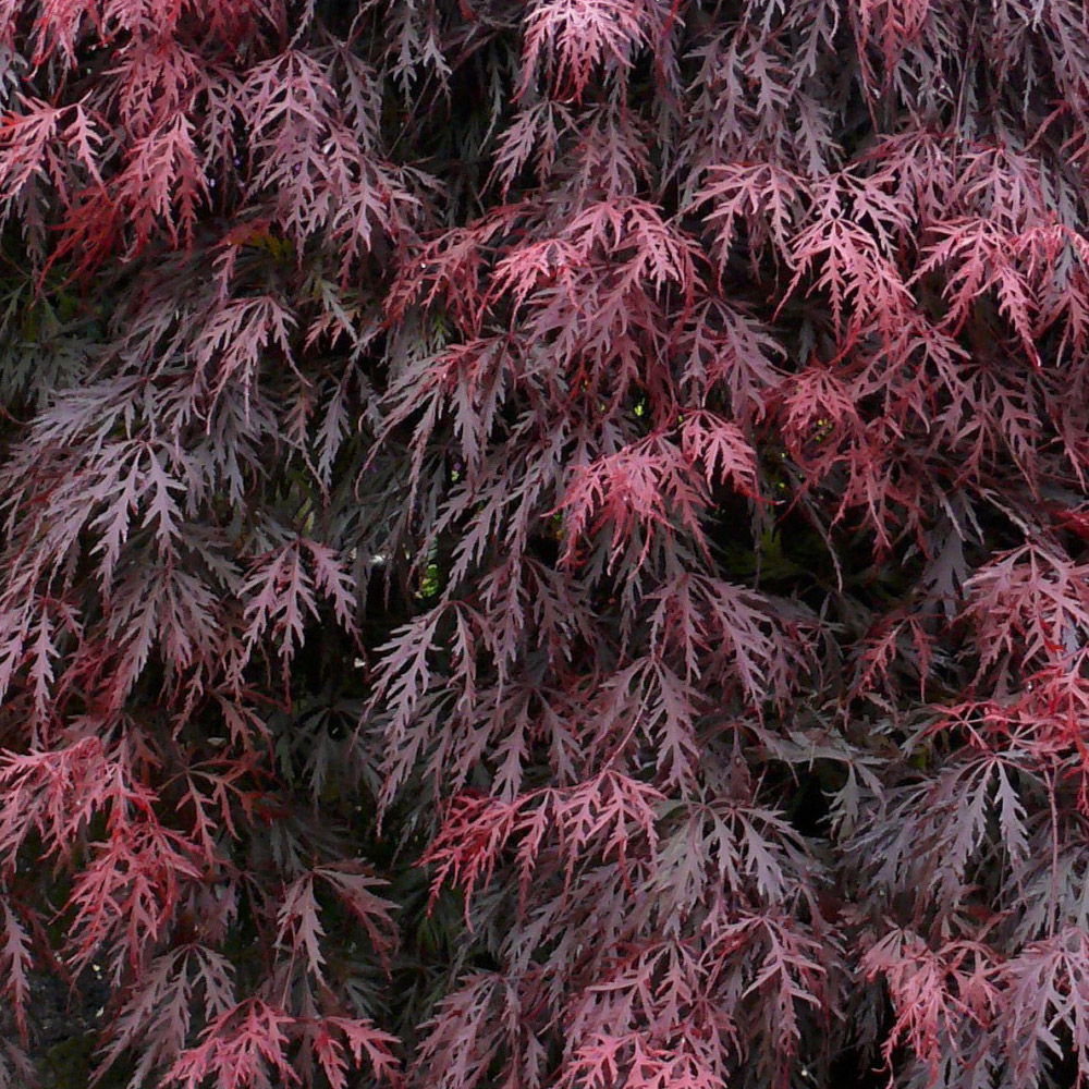 Roter Schlitzahorn 'Dissectum Garnet', Höhe 40 - 60 cm, Topf-Ø 19 cm