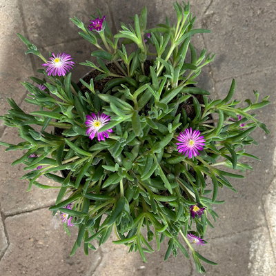 Mittagsblume, Farben zufällig, Topf-Ø 12 cm, 6er-Set