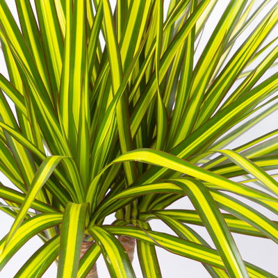 Gerandeter Drachenbaum 'Sunray', 3er-Tuff, Topf-Ø 21 cm, Höhe ca. 90 cm