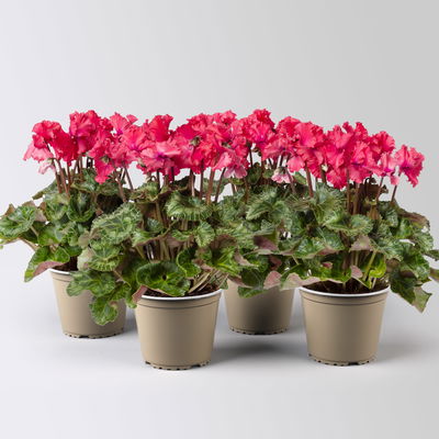 Alpenveilchen 'Merengue®' rot, gefranst, Topf-Ø 10,5 cm, 4 Pflanzen