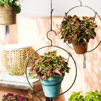 Buntnessel 'Ruby Road' dunkelviolett-pink-grün, Topf-Ø 12 cm, 6er-Set