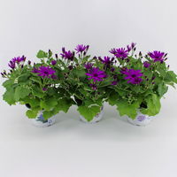 Aschenblume 'Senetti®' magenta, Topf-Ø 15 cm, 3 Pflanzen