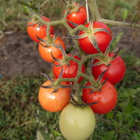 Tomatensamen, Freilandtomate 'Resibella'