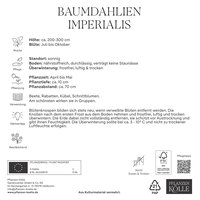 Kölles Beste Baumdahlie 'Imperialis' rosa, Größe 1, 3 Blumenknollen