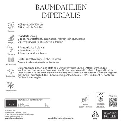 Kölles Beste Baumdahlie 'Imperialis' rosa, Größe 1, 3 Blumenknollen