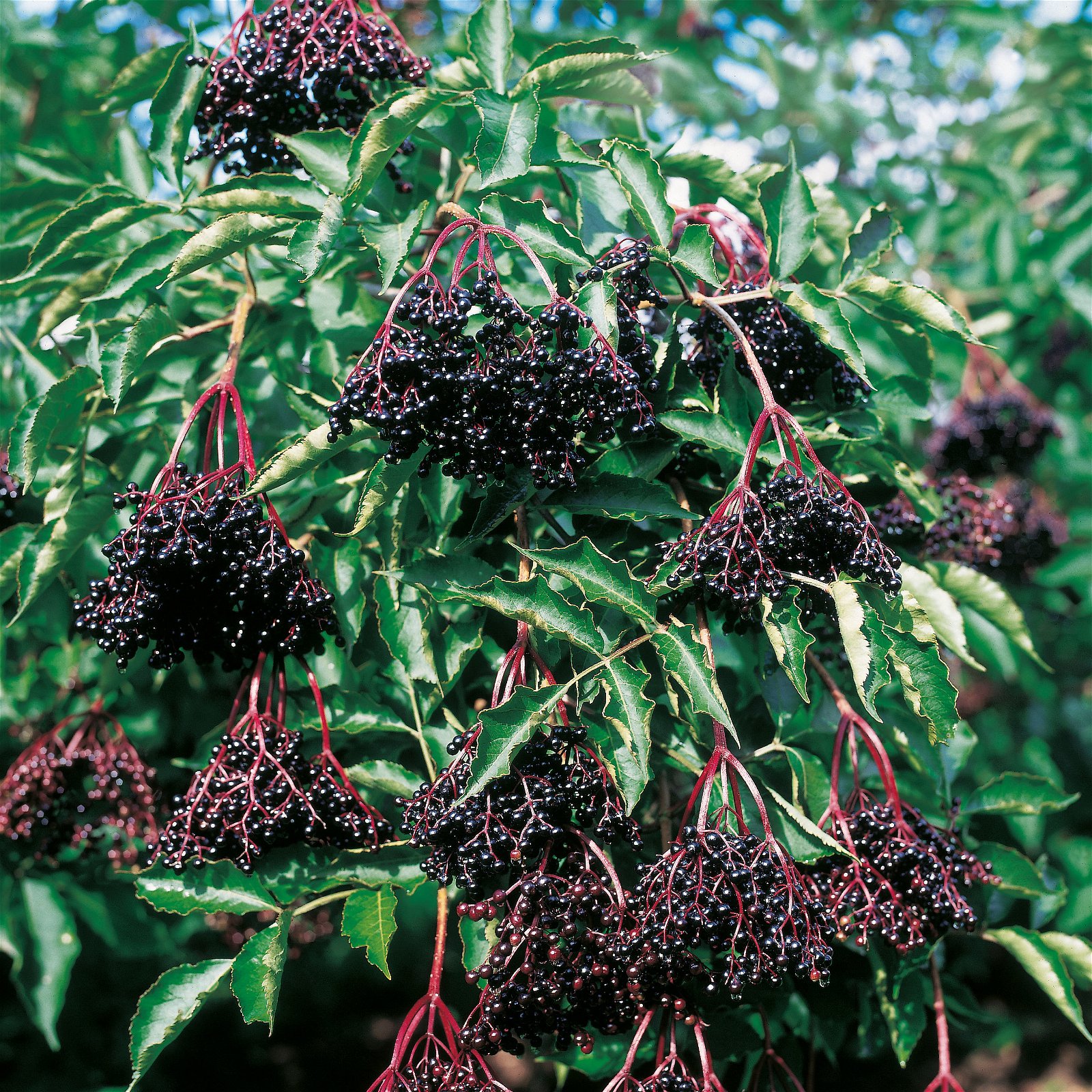 Großfruchtiger schwarzer Holunder 'Sampo', Höhe 40-60 cm