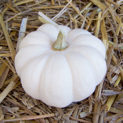 Speisekürbis Baby Boo/Casperita Speisekürbis Baby Boo/Casperita