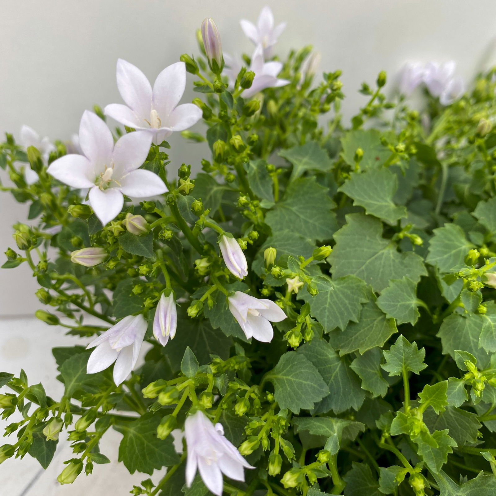 Campanula 'Ambella® White' weiß, Topf-Ø 12 cm, 3er-Set